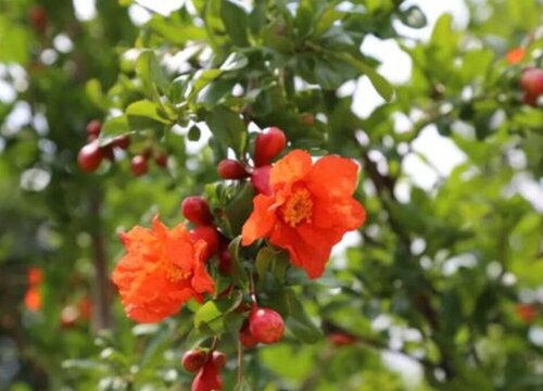 软籽石榴什么时候开花