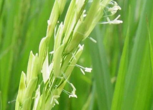 稻子什么时候开花