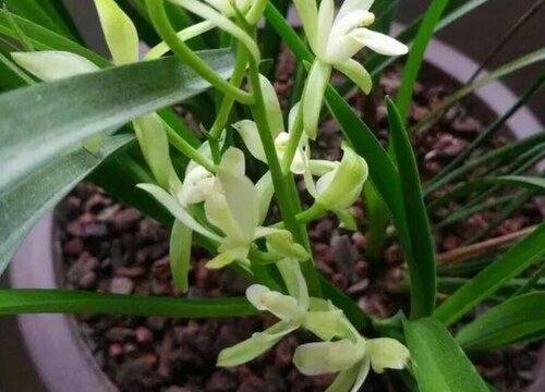 铁骨素兰花什么时候开花