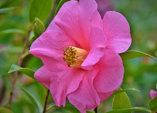 茶花一年开几次花