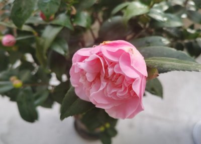 茶花一年开花次数 茶花一年开几次花