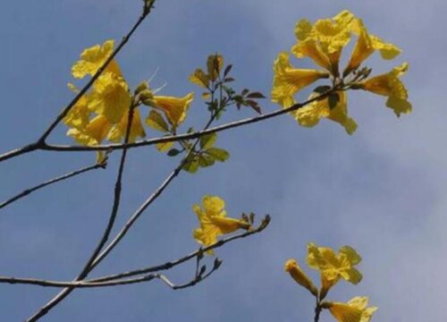 黄花风铃木什么时候开花