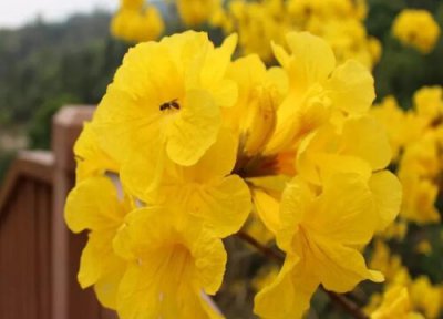 黄花风铃木开花时间 黄花风铃木什么时候开花