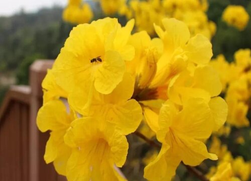 黄花风铃木什么时候开花