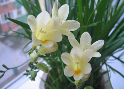 香雪兰一年开花次数 香雪兰一年开几次花