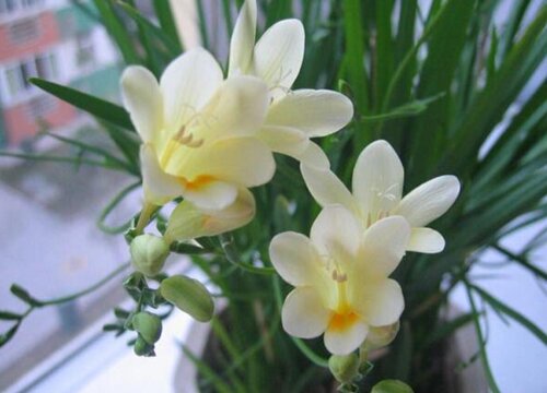 香雪兰一年开几次花