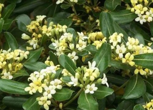 冬青树什么时候开花