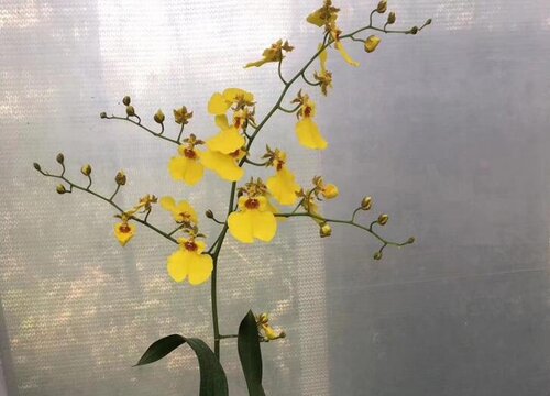 文心兰一年开几次花