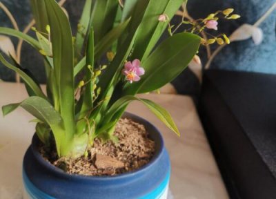 文心兰一年开花次数 文心兰一年开几次花