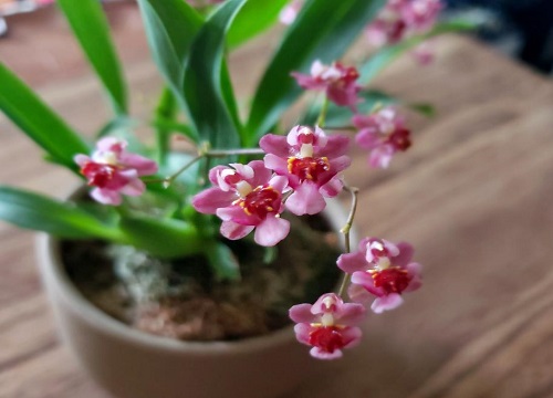 文心兰一年开几次花