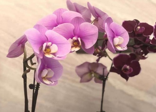 蝴蝶兰一年开几次花