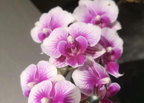 蝴蝶兰一年开几次花