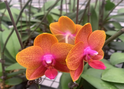 蝴蝶兰一年开花次数 蝴蝶兰一年开几次花