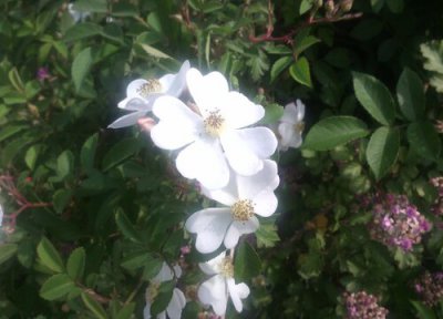 荼靡花开花时间 荼靡花什么时候开花