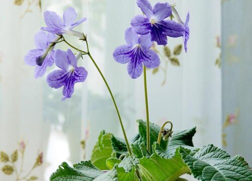 堇兰什么时候开花