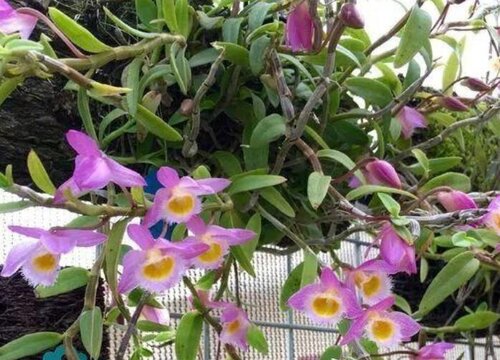 檀香石斛什么时候开花