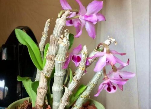 檀香石斛什么时候开花