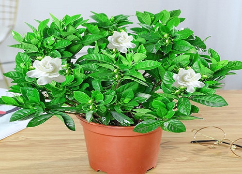 枝枝花一年开几次花