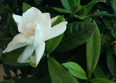 枝枝花一年开花次数 枝枝花一年开几次花