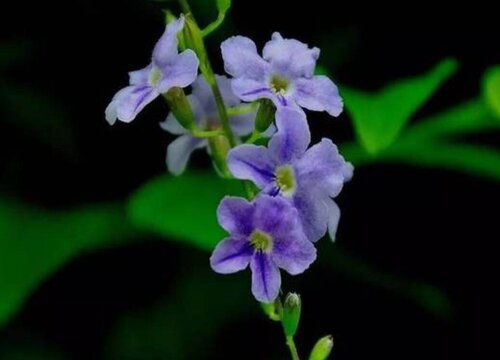 假连翘什么时候开花