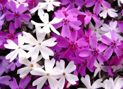 芝?；ㄊ奔?芝?；ㄊ裁词焙蚩?/></i><h2>芝樱花开花时间 芝?；ㄊ裁词焙蚩?/h2><p>小编为你解答芝樱花开花时间和芝?；ǖ幕ㄓ镉朐⒁?，以及芝?；ǖ难臃矫娴慕樯?，请看下面详细的介绍。芝樱花开花时间芝?；ㄖ饕诖杭究?，</p></a></li>
            <li><a href=