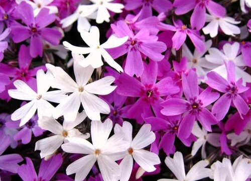 芝樱花什么时候开花