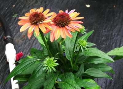 松果菊开花时间 松果菊什么时候开花