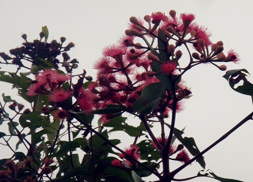 广东桉树什么时候开花