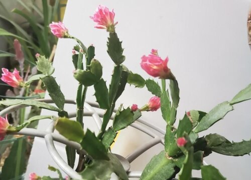 叶仙什么时候开花