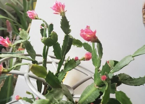 叶仙什么时候开花