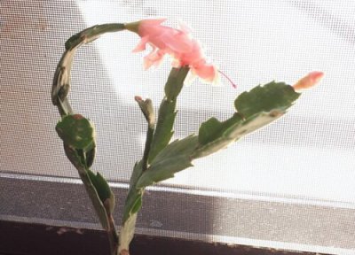 叶仙开花时间 叶仙什么时候开花