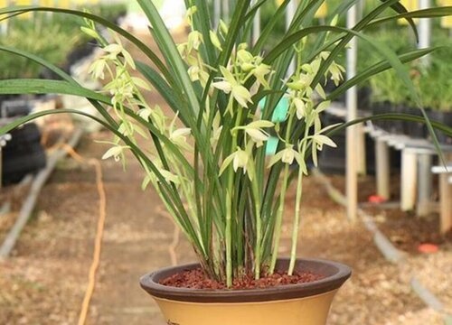 大凤素兰花什么时候开花
