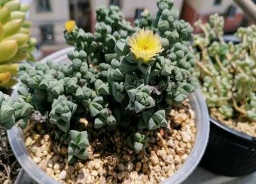 鹿角海棠什么时候开花