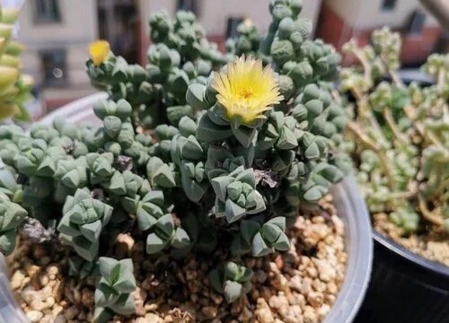 鹿角海棠什么时候开花
