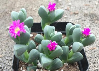 鹿角海棠开花时间 鹿角海棠什么时候开花