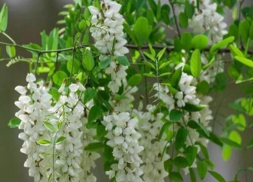 槐树花什么时候开花