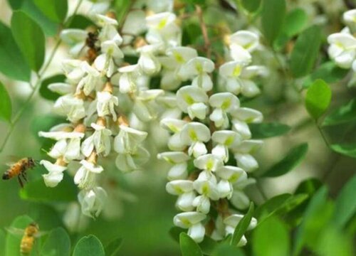 槐树花什么时候开花
