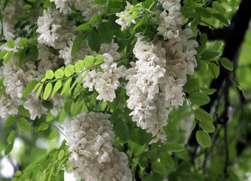 槐树花什么时候开花