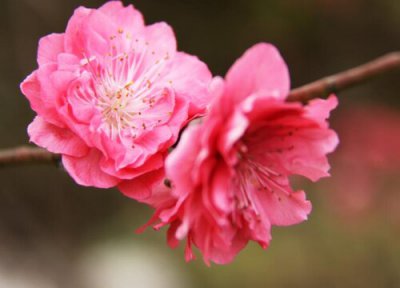 冬桃开花时间 冬桃结果什么时候开花