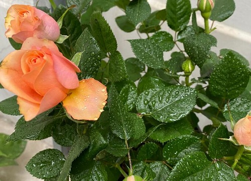迷你玫瑰一年开几次花