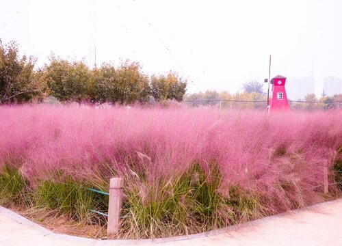 粉黛乱子草什么时候开花