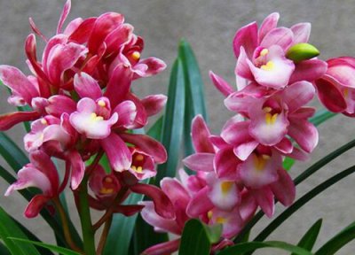 香妃兰花开花时间 香妃兰花什么时候开花