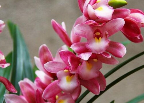 香妃兰花什么时候开花