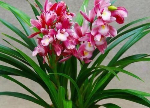 香妃兰花什么时候开花