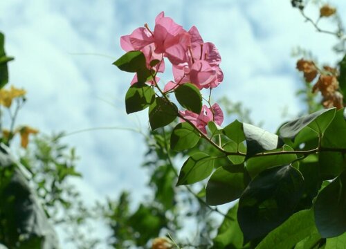 八角梅什么时候开花