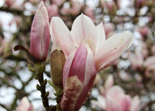 玉兰花一年开几次花