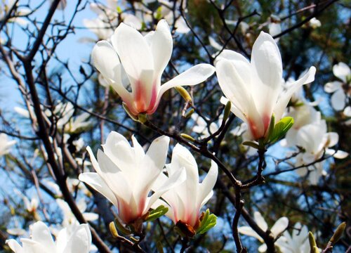 玉兰花一年开几次花