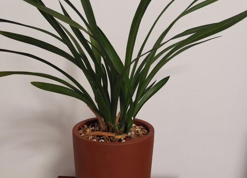 兰花一年开几次花