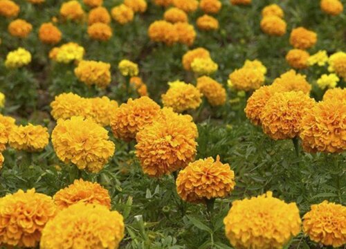 万寿菊一年开几次花