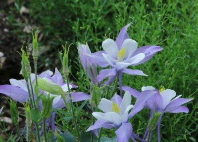 耧斗花一年开花次数 耧斗花一年开几次花